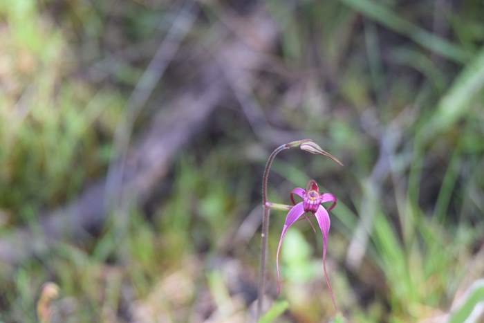 Caladenia - Pink spider orchid DSC_6759.JPG